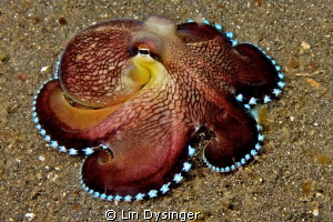 Coconut Octo by Lin Dysinger 